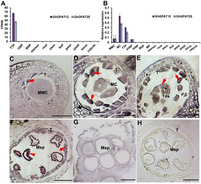 GhGPAT12/25 Are Essential for the Formation of Anther Cuticle and Pollen Exine in Cotton (Gossypium hirsutum L.)